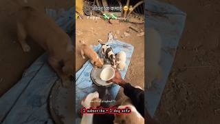 जिवन का असली कमाई दान पुण्य ........#funny #dogs #bejuban