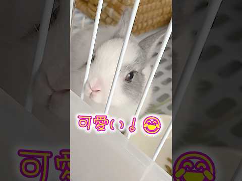 小さな口で一生懸命食べる姿に悶絶…子うさぎ塩ちゃんの食事風景🐰 #shorts