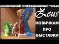 Стаффордширский терьер Зевс. Делимся умозаключениями о выставках.