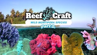 Download lagu Let's Explore Wild Montipora Part 2: Rare Aquarium Species in Their Natural Habitats