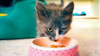 КОТЁНОК В ДОМЕ! ЧТО КУПИТЬ ДО ТОГО КАК ОН ПЕРЕЕДЕТ К ТЕБЕ ЖИТЬ?