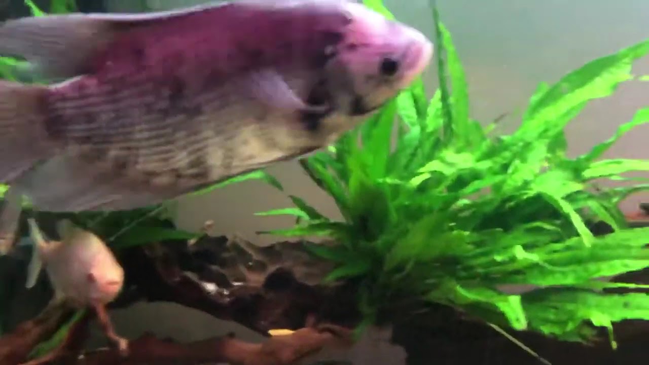 Predator Aquarium Giant Goruami Red Tail Catfish 130 Gallon Youtube