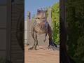 Giganotosaurus Vs Allosaurus | Jurassic World Evolution 2