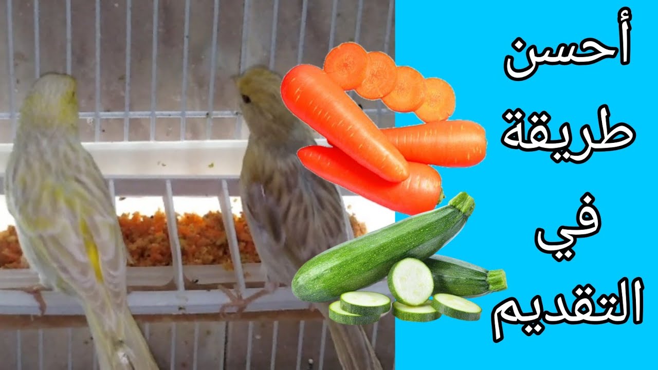 أحسن طريقة لتقديم الجزر و الكوسا للطيور