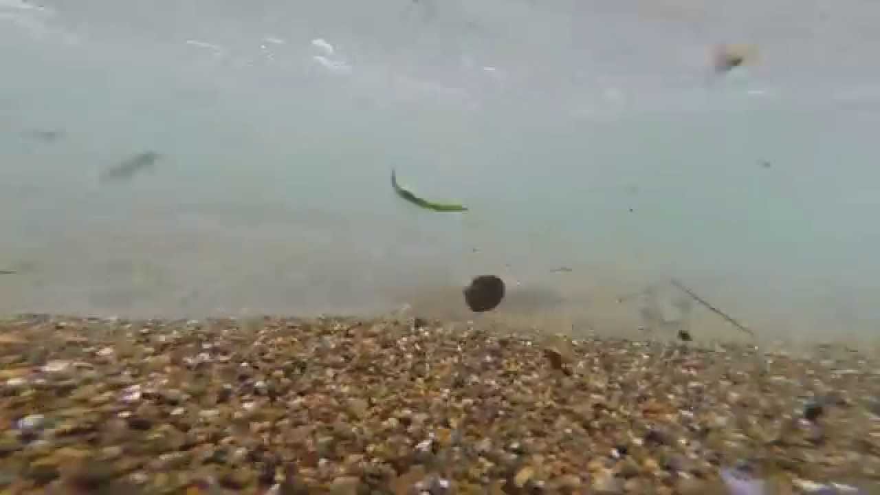 underwater video at Fogarty Creek