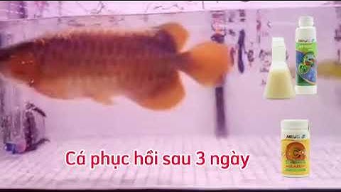 Cấp cứu cá rồng sốc, nổi lưng