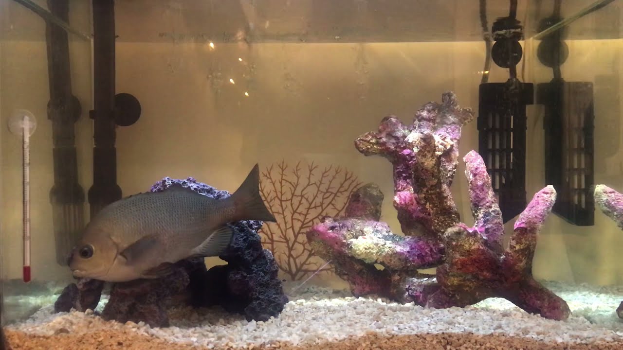 豪華 カミハタ カリブシー アラガライブ フロリダクラッシュコーラル ４ ５ｋｇ Recantosolasol Com Br