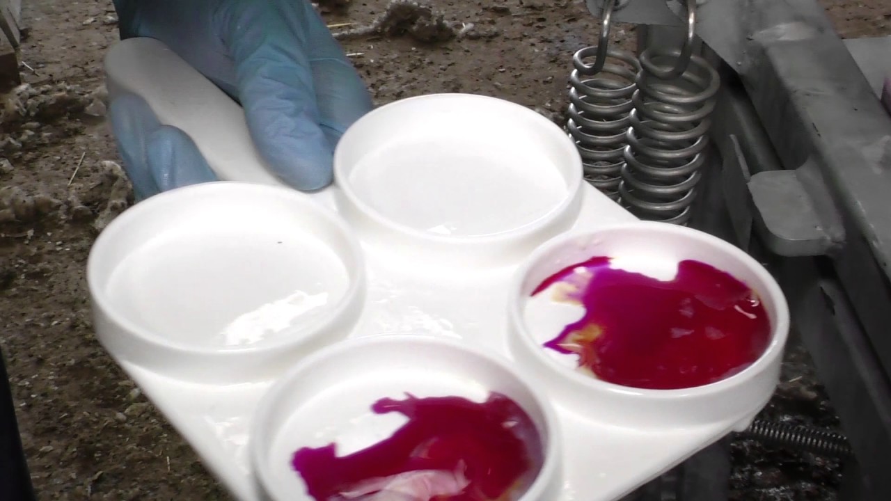 California Milk Test for Mastitis in sheep 