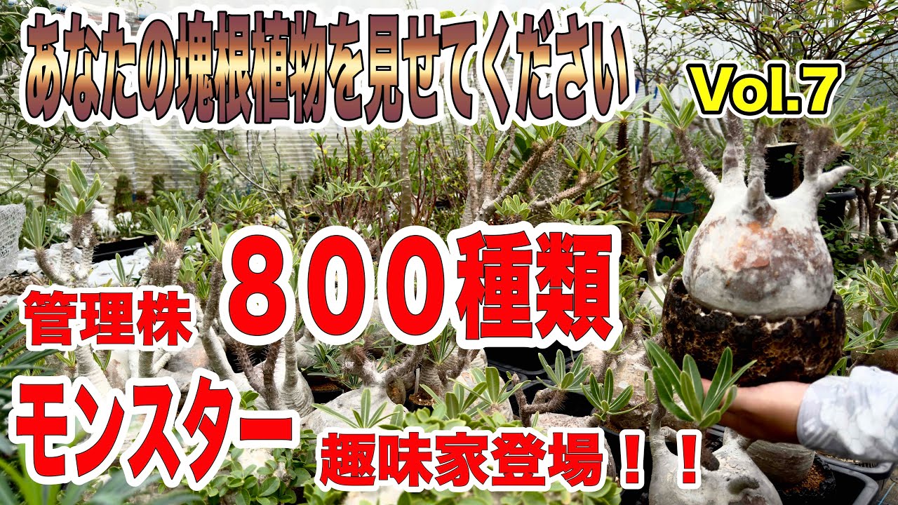 塊根植物/コーデックス」あなたの塊根植物を見せてください モンスター
