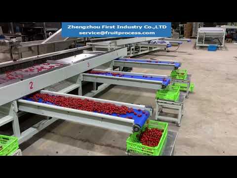 Cherry tomato processing- Semi automatic grading weighing machine, small tomato sorting equipment