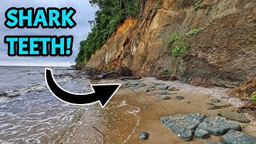 I Drove Over 800 Miles to Fossil Hunt For Megalodon Shark Teeth at the World Famous Calvert Cliffs!
