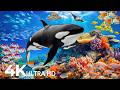 Dive Into the Mesmerizing Underwater Realm - Marvel at Sea Animal in The Best 4K UHD Aquarium #95