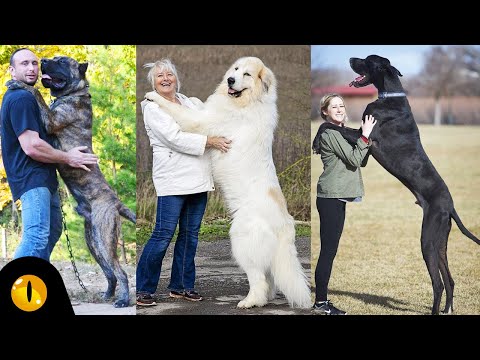 Video: 10 Trah Anjing Raksasa Yang Softies Besar