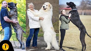 These 10 Gentle Giant Dog Breeds are more like Babies!