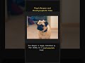 The Truth About Pug Lifespan 🐕⏳ #Shorts