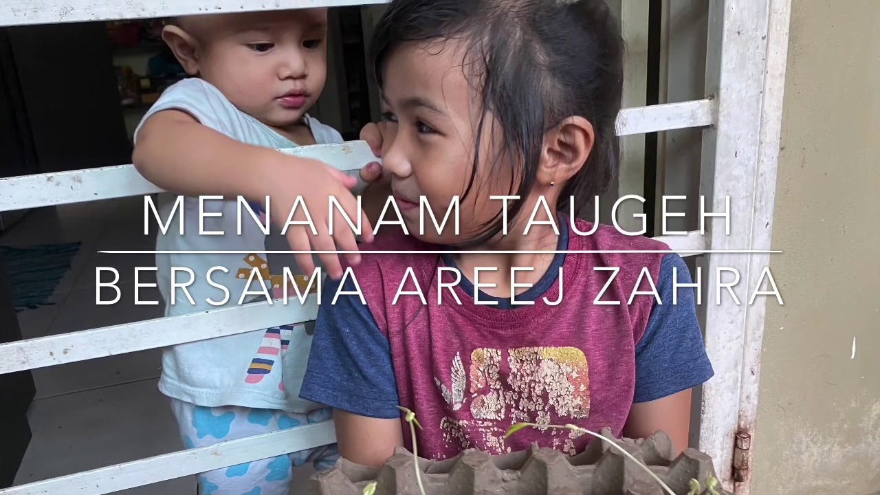 Cara Menanam Taugeh Dengan Mudah 