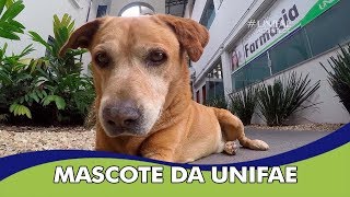 Mascote Da Unifae Segue Se Recuperando - Unifae Acontece