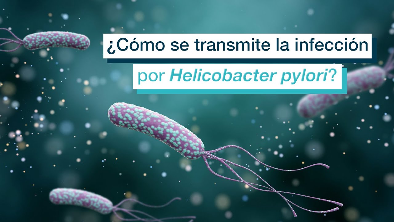 ¿Cómo se transmite la infección por Helicobacter pylori? YouTube