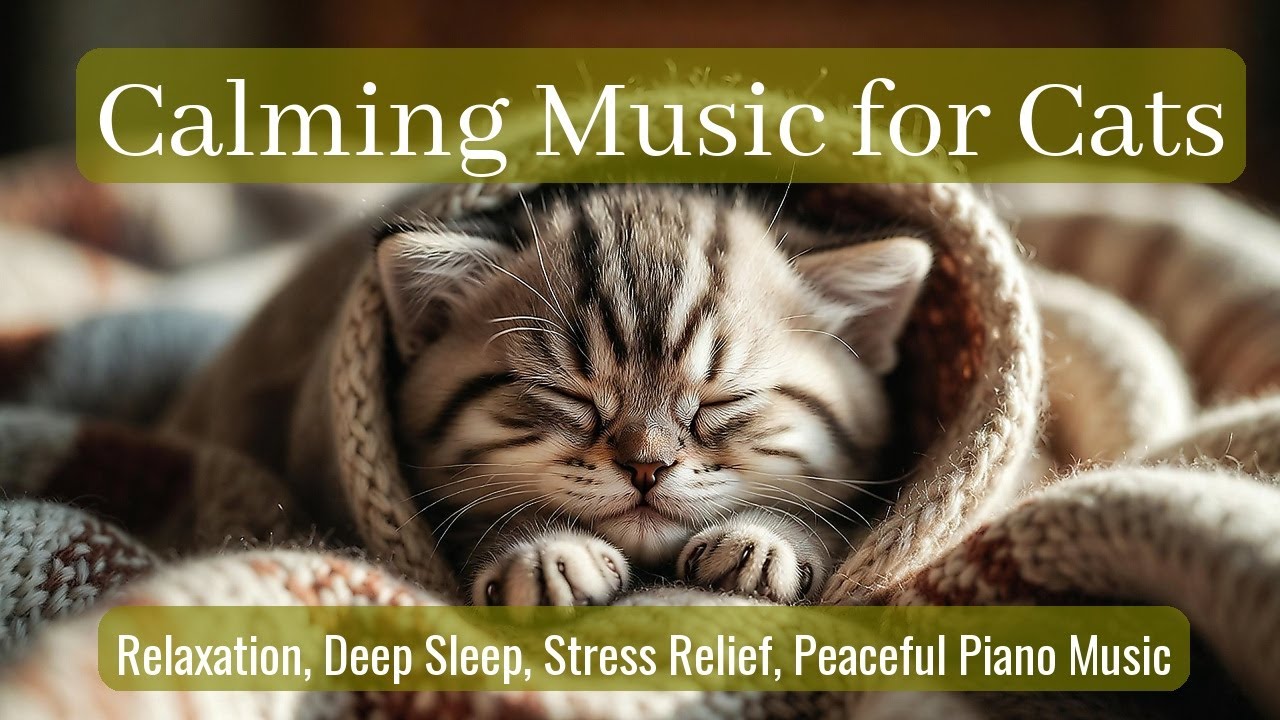 LIVE 🌙 Midnight Lofi Music for Cats 😴 | Season 56