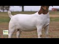 Raising goats | SEEDS OF GOLD