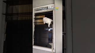 Baru Ditinggal Ke Dapur Sebentar Dimasukin Ke Kamar Eh Malah Mau Kabur Lewat Jendela   catshorts