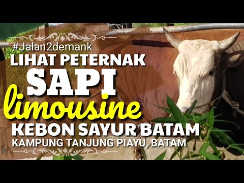 masih-ada-suasana-desa-di-batam-•-kampung-kebon-sayur-tanjung-piayu-•-peternak-sapi-limusin-di-batam