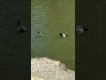 Bird party pt2