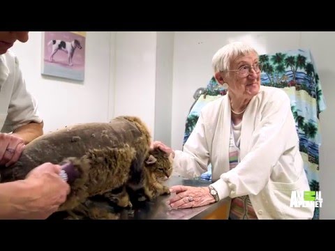 dr.-dee:-vet,-pilot...barber?