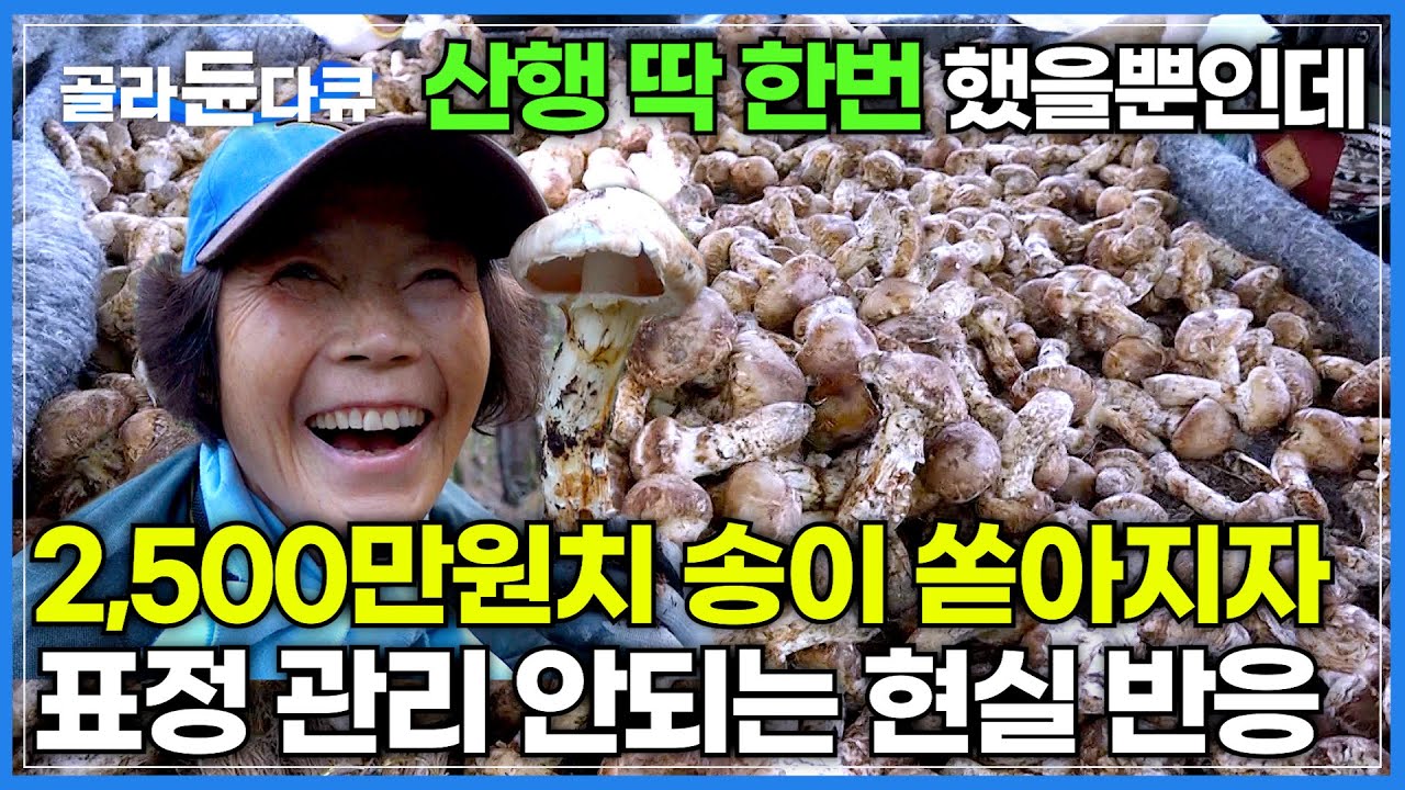 운수 좋은 날! 딱 한번 산 탔을 뿐인데 2,500만원치 송이를 한번에 캤다┃생각지도 못한 수확에 입꼬리 안내려가는 사람들┃극한직업┃#골라듄다큐