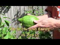 Etrog &amp; Hebrew in Texas