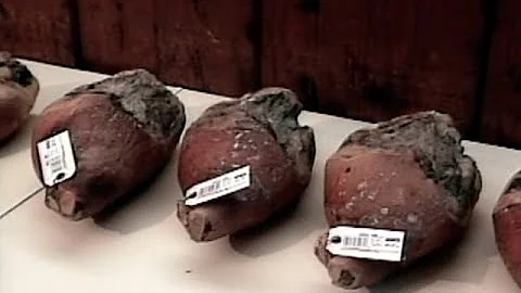 Curing Country Ham   Dr. Warrie Means