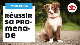 Comment bien réussir sa promenade avec son chien