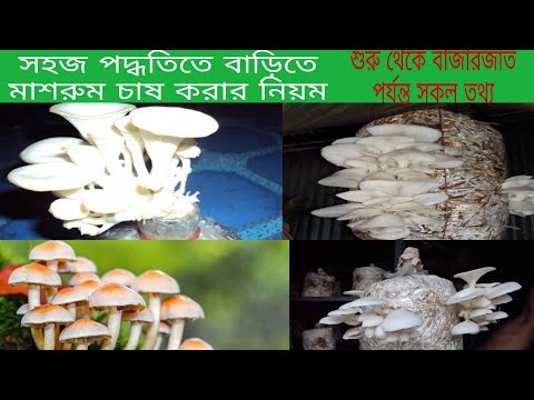 ভিডিও: কিভাবে মাশরুম ব্যবসা শুরু করবেন