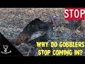 Why do gobblers stop coming in