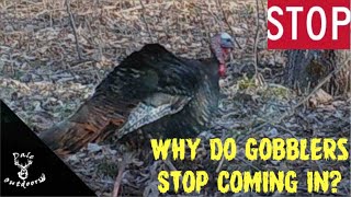 Why do GOBBLERS Stop Coming In?