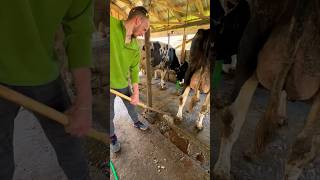 Modern High-Tech Cow Farming