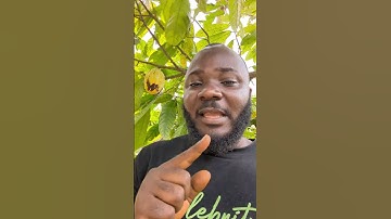 Three Reasons You Should Plant Cocoa In Nigeria 🇳🇬 Ghana 🇬🇭 and Cameroon #nigeria #ghana #cocoa