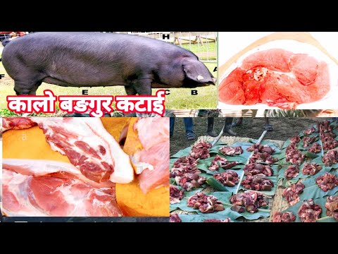Organic Pork Meat | Kalo Sungur Ko Masu Katai in Nepali Style| Nepali Village Lifestyle Pork meat |
