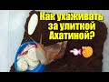 КАК УХАЖИВАТЬ ЗА УЛИТКОЙ АХАТИНОЙ.