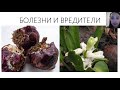 Гиацинты, крокусы