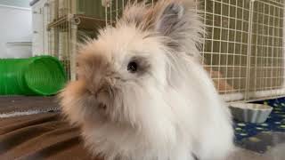 ruthless bunny attacks banana