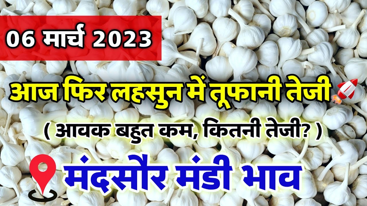 नई लहसुन का भाव मंदसौर मंडी 6 मार्च 2026 | ooty lahsun | New Garlic Rate #mandsaur_mandi_bhav