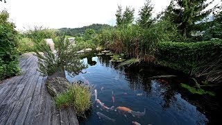 Modern Koi Blog #3399 - Stefan's 63,000 liter natural koi pond