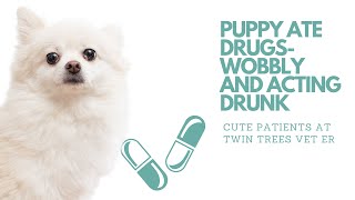 Puppy Ate Drugs- Wobbly And Acting Drunk︱Cute Patients from Twin Trees Vet ER