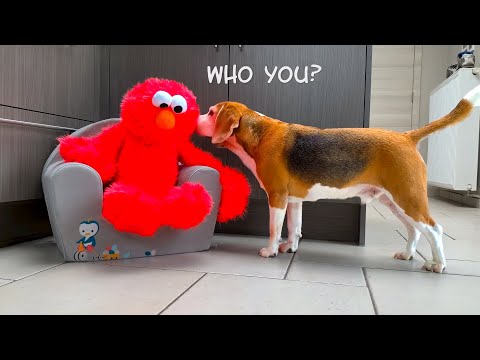 dogs-vs-elmo-|-elmo-song-and-dance-|-funny-dogs