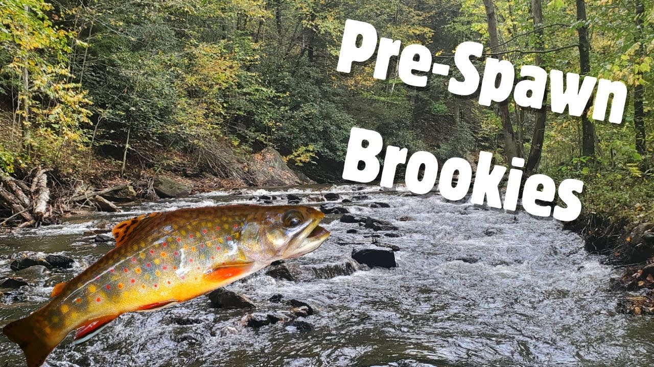 Pre-Spawn Brook Trout Fishing (UNEXPECTED PA Trout Slam!!)