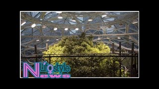 Inside amazon's 'spheres', where workers chill in a rainforest