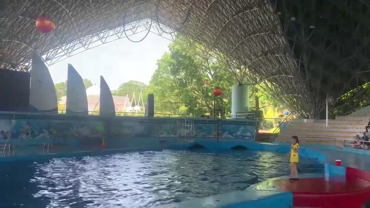 Biểu Diễn Cá Heo Ở Công Viên Nước Tuần Châu, Hạ Long 22/09/2023