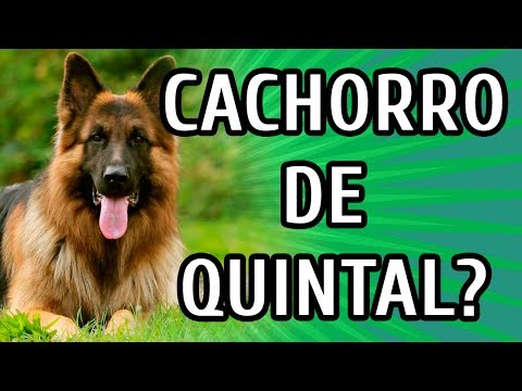 NÃO CRIE SEU CACHORRO DO LADO DE FORA