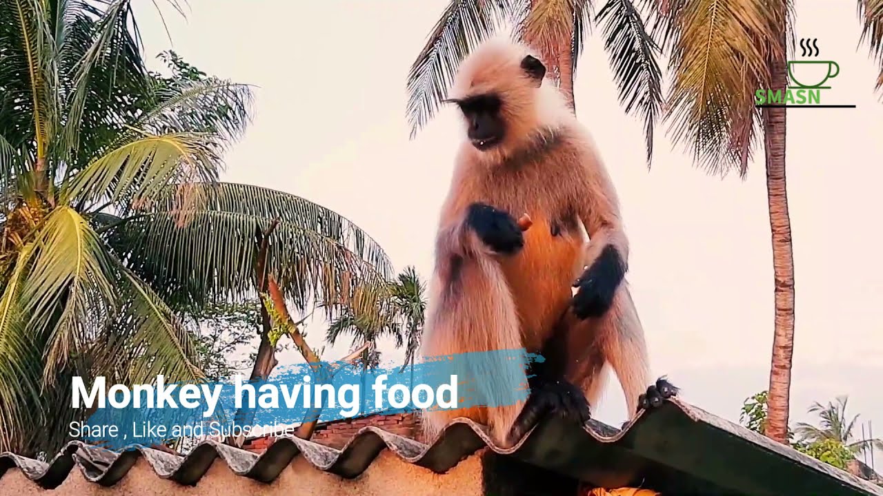 Monkey having food Animal video for kids